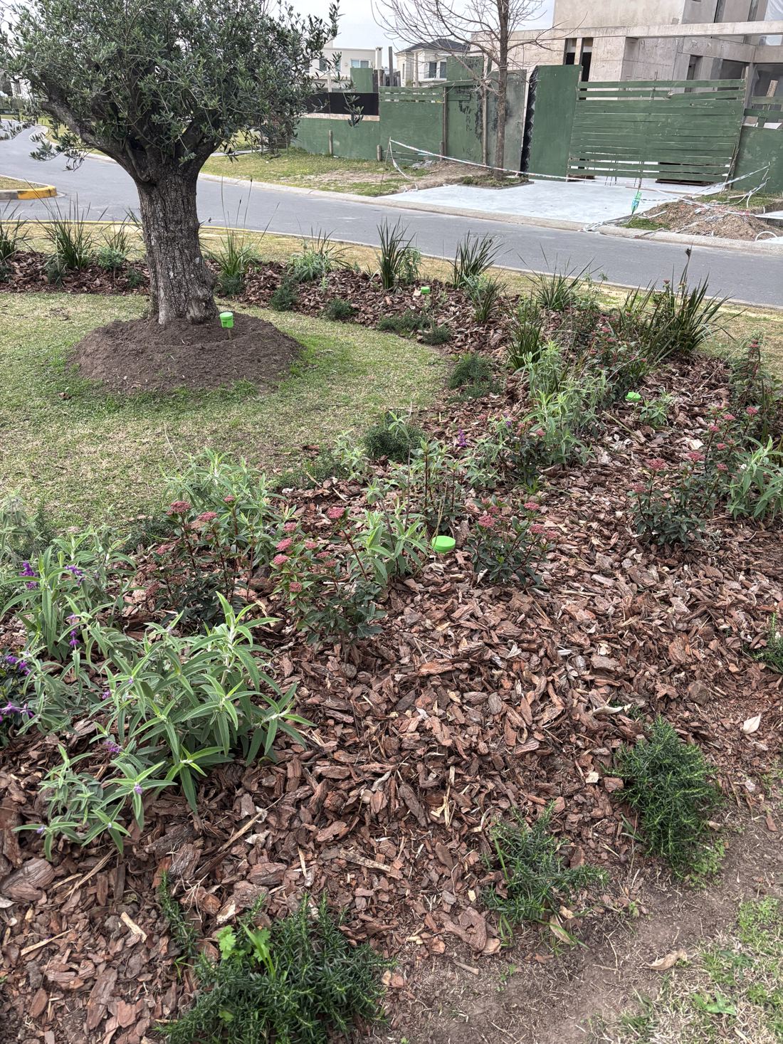 Cantero terminado con plantas y chips de corteza