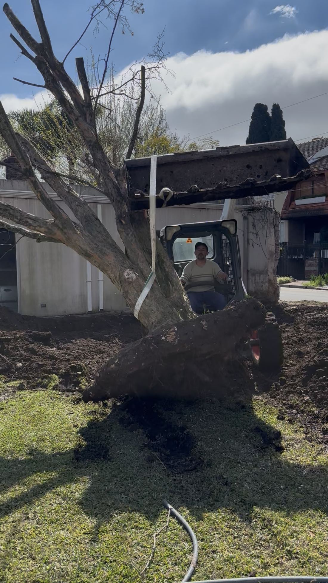 Trasplante de un árbol con minicargadora
